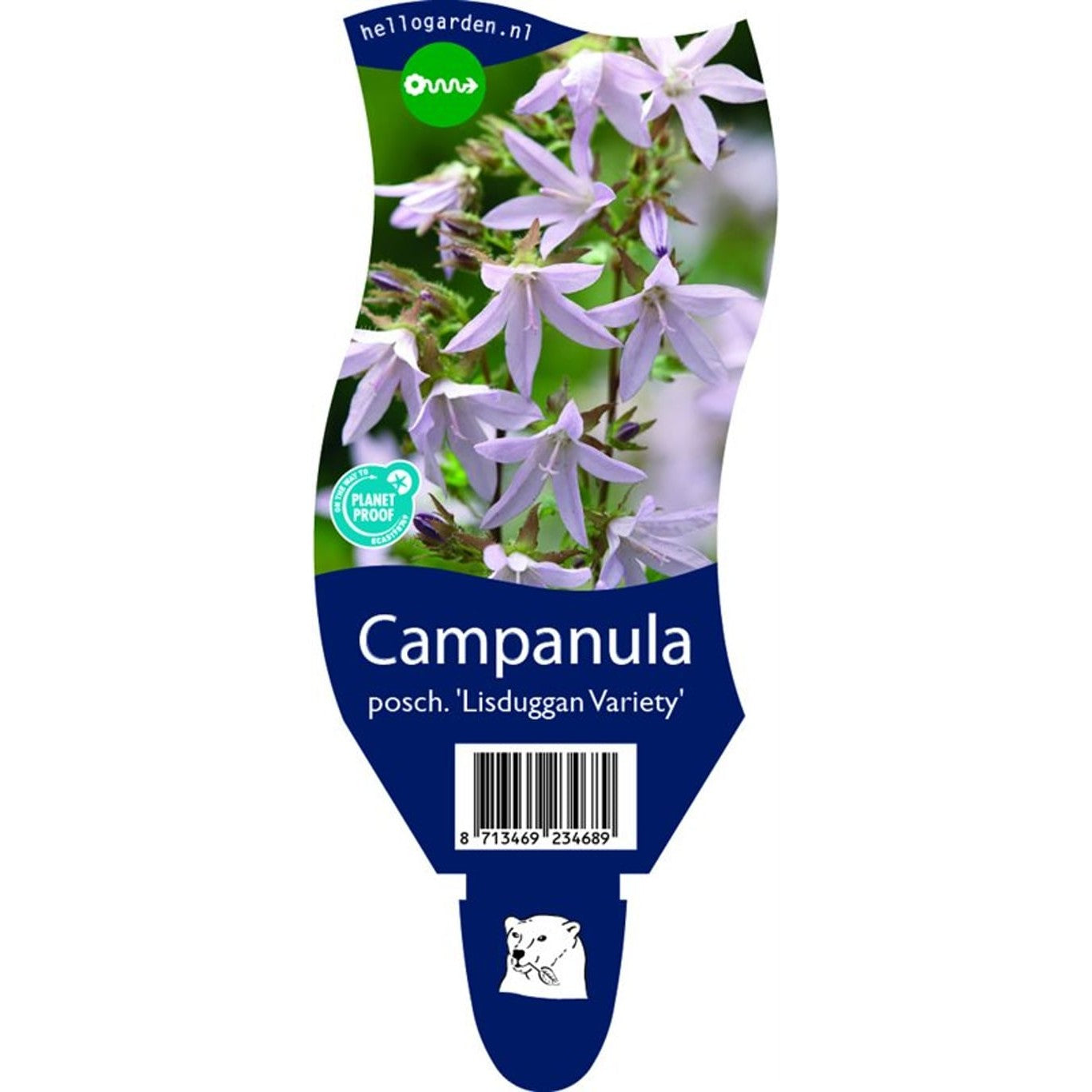 Stjärnklocka – Campanula poscharskyana 'Lisduggan Var.' - P11